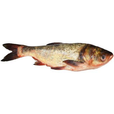 Риба охолоджена Товстолоб малий, 100 г 2344900 фото